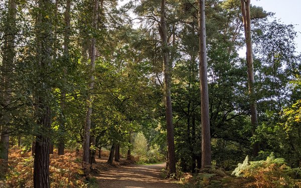 Delamere Forest Forestry England