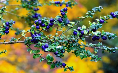 blue coloured berries on green leaved thin branches with yellow background