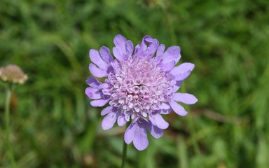 small blue scabiosa flower in green grass