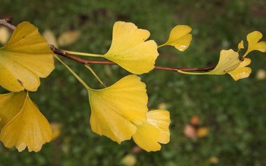 yellow fan shaped leaves against green background