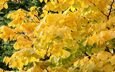 profusion of yellow leaves in sunlight