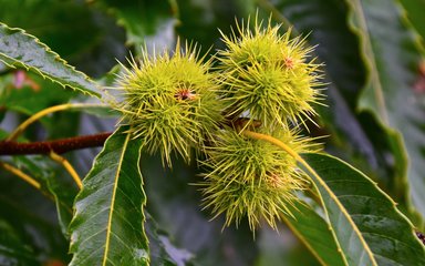 spiky pale green sweet chestnut fruits with long dark green leaves