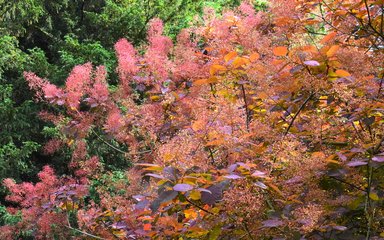 orange and pink flower clusters on large tree with green leaves to left of background