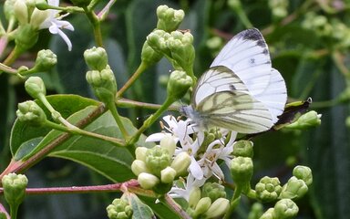 clusters of small white flowers with visiting white butterfly