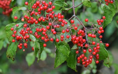 clusters of red berries against green leaves