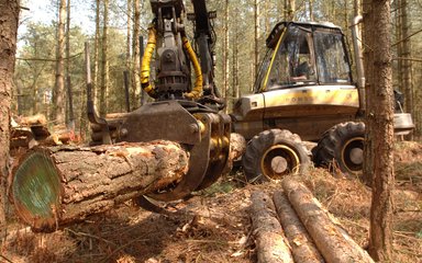 A lager yellow harvester holds a felled log in a metal grip