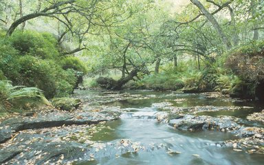 Holystone Woods, Rothbury