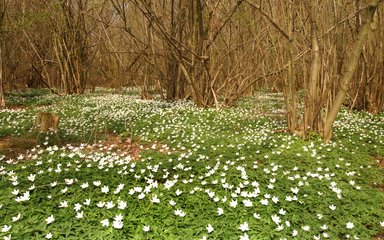 Bourne wood flowers