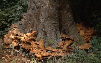 Bracket fungi growing around the base of a tree trunk