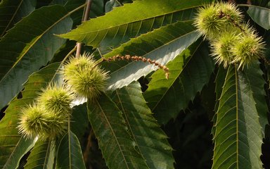 sweet chestnut tree