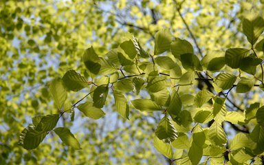 Beech tree leaves close up