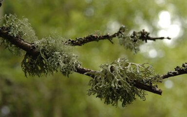 Lichen on tree in the forest