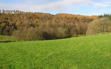 Bright green grass field in front of dusty orange tree tops 