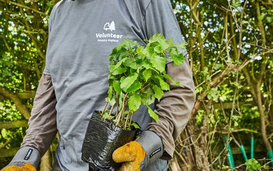 Volunteer with sapling