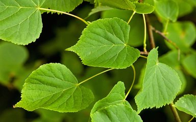 Close-up of leaves on small-leaved lime tree