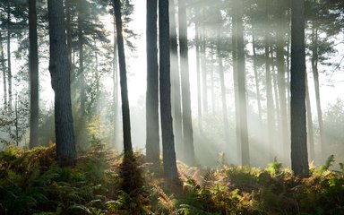 Sunlight through trees