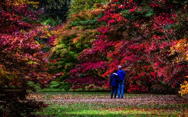 Autumn Westonbirt