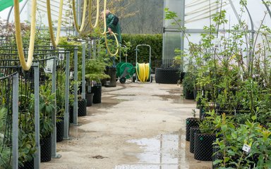 potted plants in a green house with water on the floor and a person with a hose in the background