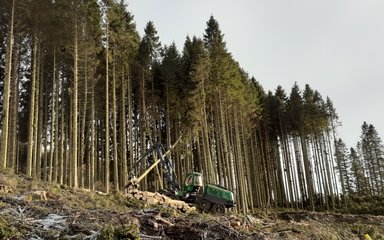 Harvester felling trees in the distance on frosty ground