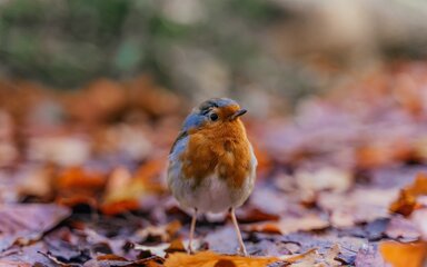 Close-up of a robin standing on fallen autumn leaves.