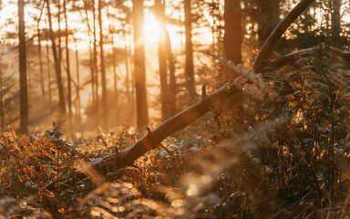 Low sun seen through misty trees in the forest.