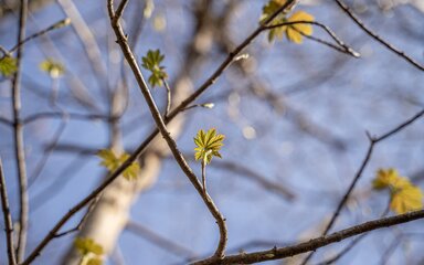 Close-up of green leaves budding on a bare branch