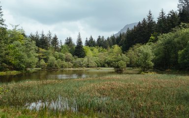 Wetland surrounded by shrubs and trees