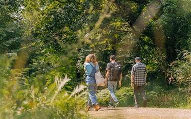 Three people walking away down a forest trail in the summer sunshine