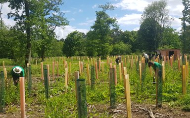 Stakes over a field with tree protection covers and volunteers looking and checking the baby trees are ok