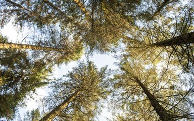 Conifer canopy generic