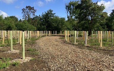 Fixed Point Photo taken by a member of the public of the planting site