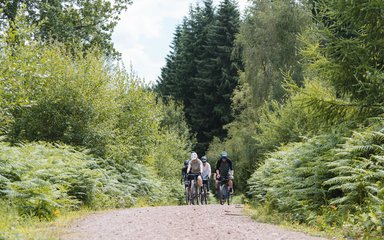 A group of four people cycling on a forest road