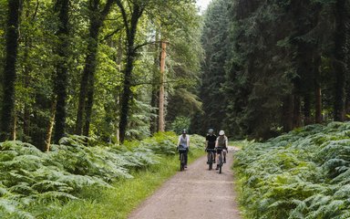 Three people riding bikes along a gravel trail in the forest