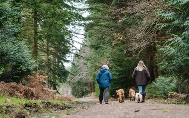 Two women walking along a track in a forest with two dogs