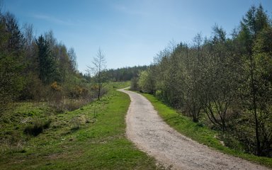 Delamere Forest Forestry England