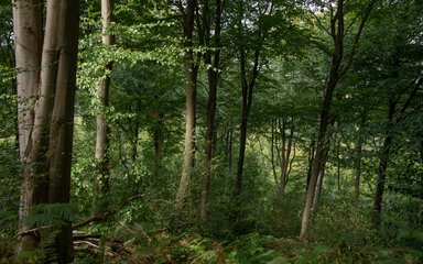 The forest in summer with soft sunlight hitting the trees