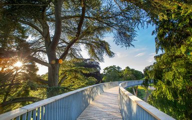 STIHL Treetop Walkway at Westonbirt Arboretum 