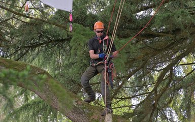 A man wearing a bright orange helmet is climbing a tree with ropes holding him up