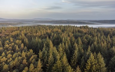 Aerial image of a forest with mist in the background