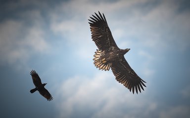 White-tailed eagle followed by crow