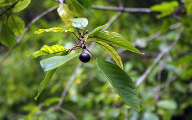 A branch with green leaves and one large shiny black berry face the lens on a blurred background of green.