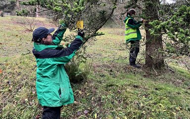 Volunteers hanging tree labels on trees 