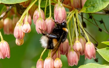 A bumblebee holds onto some flowers with it's head in the flower head.
