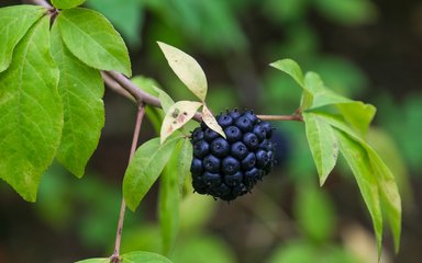 blackberry shaped black fruit with bright green leaves