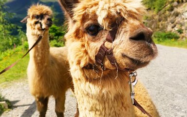 Alpacas looking majestic on sunny day in Whinlatter Forest