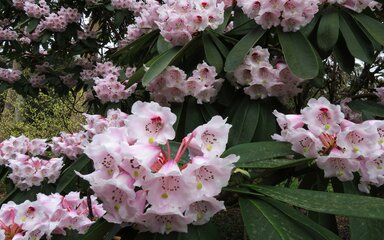 Array of bell shaped pink and white flowers on large tree