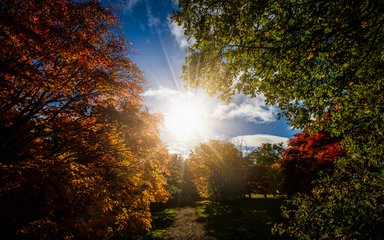 A bright sun pieces through the autumnal trees that form a canopy over the blue sky