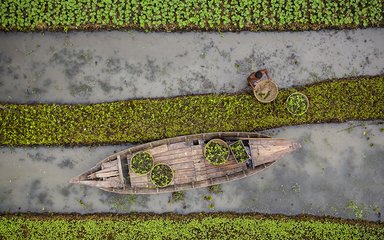 An overhead photo of a boat collecting vegetables from a floating farm