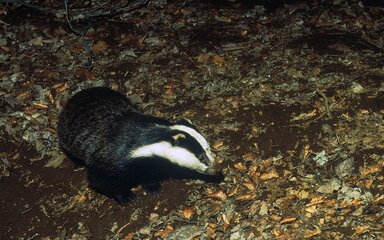 A badger takes in its surroundings within a woodland floor or leaf-litter at night