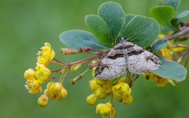 A grey and brown patterned moth perched on a barberry bush with yellow flowers